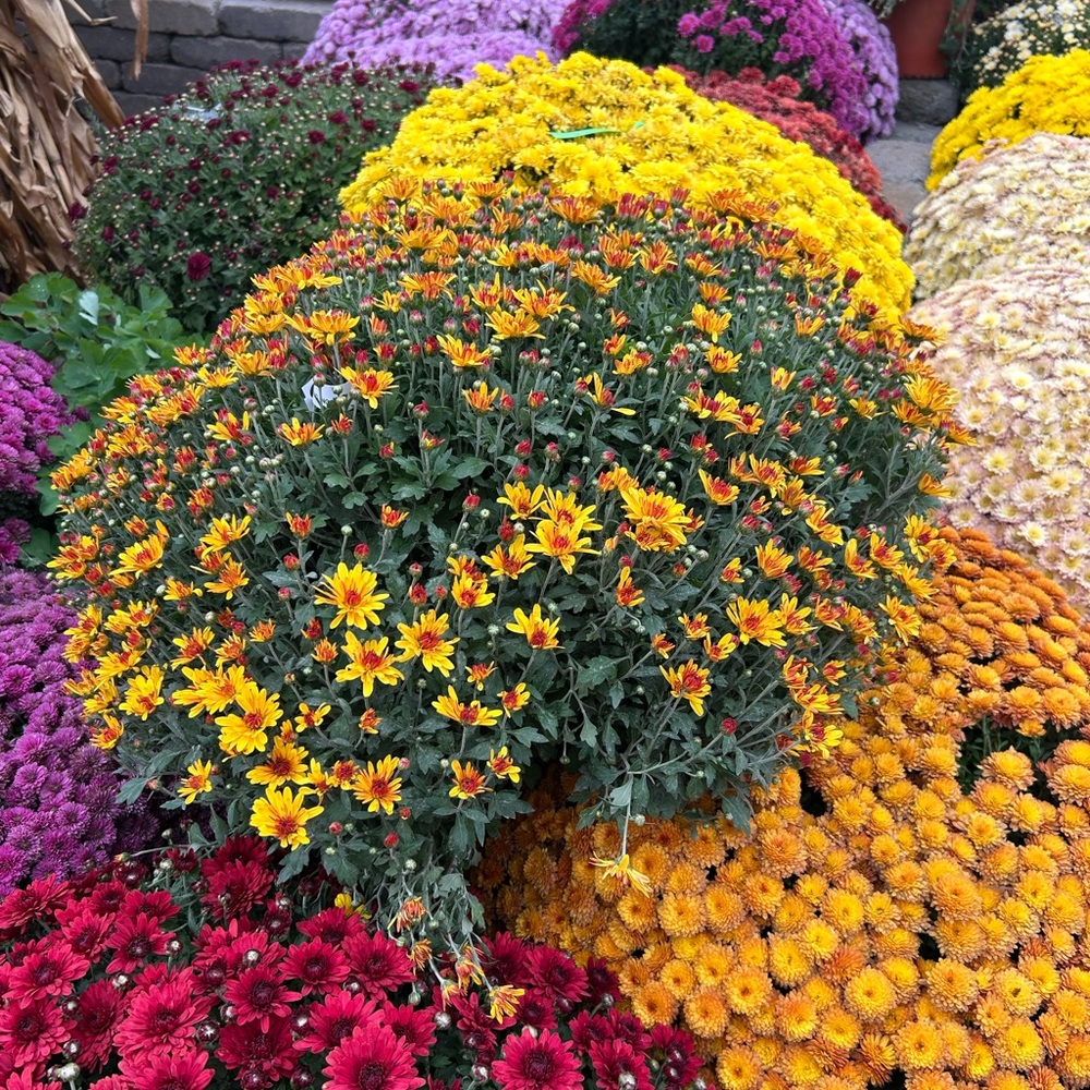 Live Show Listing $12